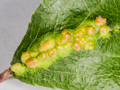 Eriophyes homophyllus gall
